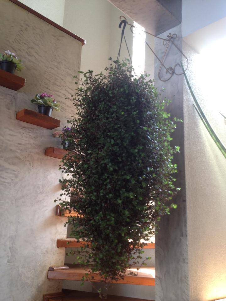 Casa, 3 quartos, 550 m² - Foto 27