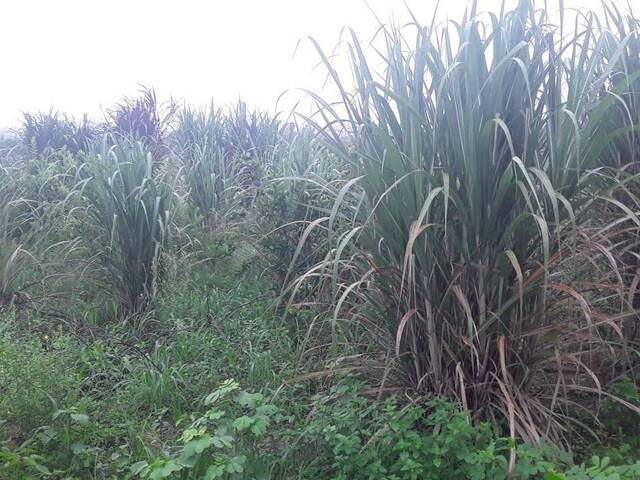 Venda em Poranga - Sorriso